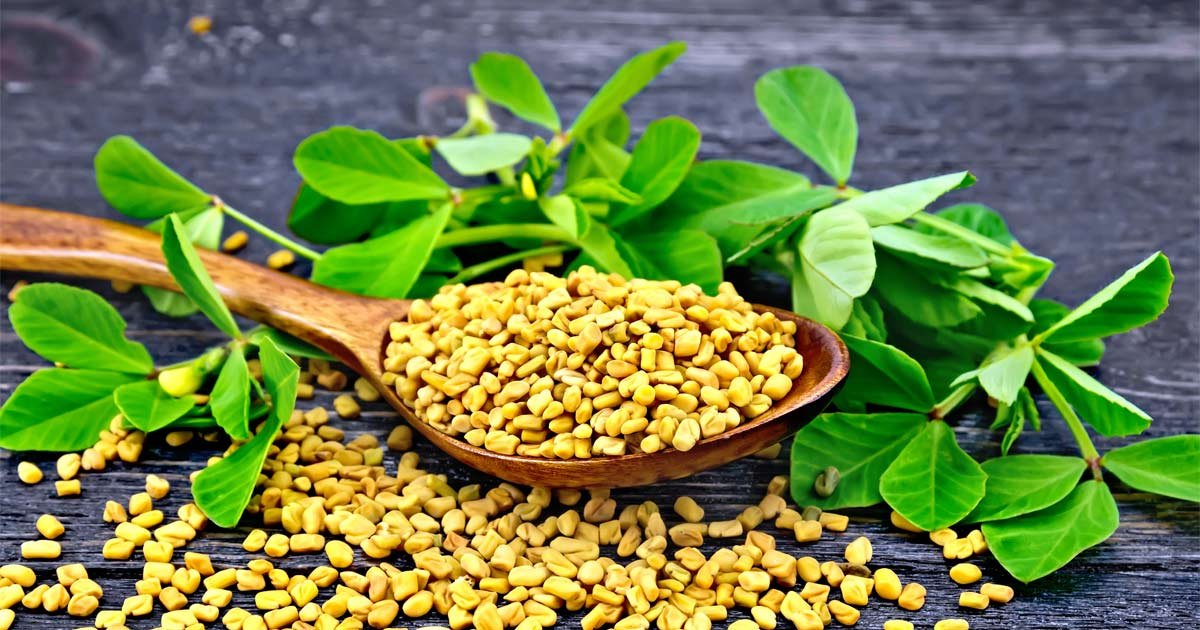 Fenugreek